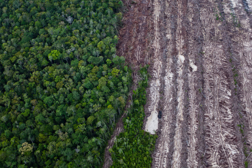 Deforestation in Central Kalimantan